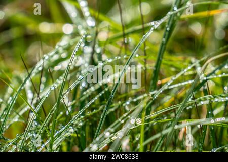 Nasses Gras, Wiese mit hoch gewachsenem Gras, nach einem Regenschauer, Nasses Gras *** nasses Gras, Wiese mit hohem Gras, nach einem Regenschauer, nasses Gras Stockfoto