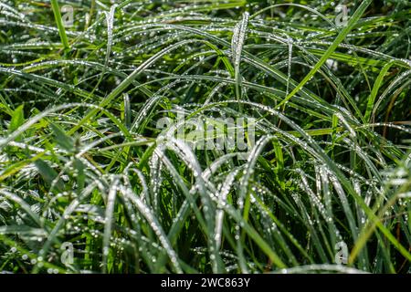 Nasses Gras, Wiese mit hoch gewachsenem Gras, nach einem Regenschauer, Nasses Gras *** nasses Gras, Wiese mit hohem Gras, nach einem Regenschauer, nasses Gras Stockfoto