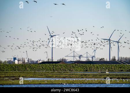 Vogelschwarm, Windkraftanlagen, der Hafen von Antwerpen, an der Schelde, gilt als zweitgrößter Seehafen in Europa, Hafen Antwerpen *** Vogelschar, Windkraftanlagen, der Hafen von Antwerpen, an der Schelde, ist der zweitgrößte Seehafen Europas, der Hafen Antwerpen Stockfoto