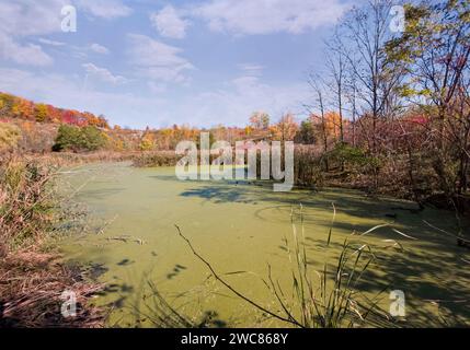 Herbstliche Landschaft mit einem Teich voller grüner Algen, umgeben von hellem Schilf und bunten grünen gelb orange rot braunen Herbstbäumen auf einem Hügel in Stockfoto