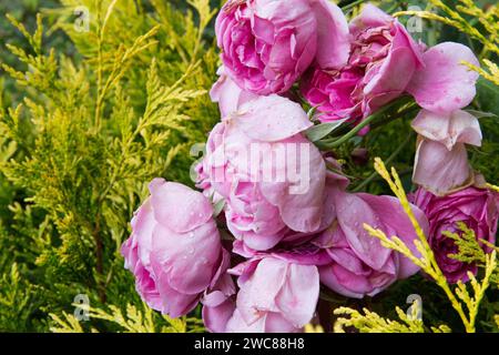 Blumenstrauß Stockfoto