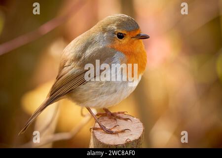Europäischer Rotkehlchen-Vogel auf einem Ast (Erithacus Rubecula) Stockfoto