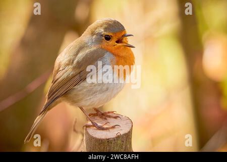 Europäischer Robinvogel, der auf einem Zweig sitzt und singt (Erithacus rubecula) Stockfoto