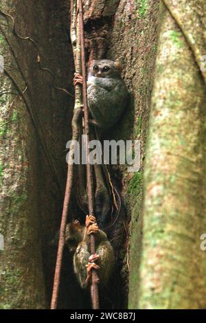 Zwei Individuen von Gurskys Spektraltarsier (Tarsius spectrumgurskyae), einem nachtaktiven Primaten, sind am helllichten Tag auf ihrem Nestbaum im Regenwald des Tangkoko Nature Reserve, Nord-Sulawesi, Indonesien, zu sehen. Die Erhaltung von Primaten ist eine Herausforderung des Verhaltens und erfordert daher verhaltensorientierte Lösungen, so ein Team von Wissenschaftlern unter der Leitung von Harry Hilser in seinem 2023 veröffentlichten Artikel vom International Journal of Primatology. Sie schrieben auch: „Eine ganzheitliche Strategie der Bildung, des Aufbaus von Kapazitäten und des gemeinschaftlichen Schutzes stützt sich auf eine Mischung aus Einblicken aus... Stockfoto