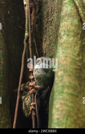 Zwei Individuen von Gurskys Spektraltarsier (Tarsius spectrumgurskyae), einem nachtaktiven Primaten, sind am helllichten Tag auf ihrem Nestbaum im Regenwald des Tangkoko Nature Reserve, Nord-Sulawesi, Indonesien, zu sehen. Die Erhaltung von Primaten ist eine Herausforderung des Verhaltens und erfordert daher verhaltensorientierte Lösungen, so ein Team von Wissenschaftlern unter der Leitung von Harry Hilser in seinem 2023 veröffentlichten Artikel vom International Journal of Primatology. Sie schrieben auch: „Eine ganzheitliche Strategie der Bildung, des Aufbaus von Kapazitäten und des gemeinschaftlichen Schutzes stützt sich auf eine Mischung aus Einblicken aus... Stockfoto