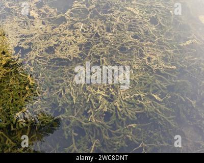 Eine atemberaubende Küstenlandschaft mit klarem, blauem Wasser, Kieselsteinen und leuchtend grünen Algen, die einen wunderschönen Kontrast bilden. Stockfoto