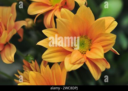 Mehrere Stängel von Orangenchrysanthemen auf einem Nahaufnahme-Foto Stockfoto