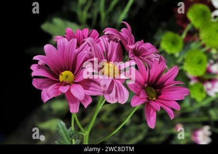 Mehrere Stiele violetter Chrysanthemen auf einem Nahaufnahme-Foto drinnen Stockfoto