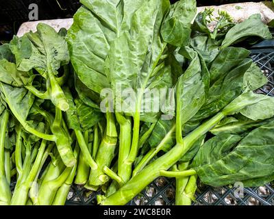 Frischer Grünkohl, Salat, Gemüsehintergrund. Lebensmittelkonzept. Stockfoto