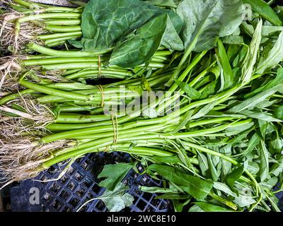 Haufen Wasser Spinat Hintergrund. Verkauf auf Frischmarkt. Stockfoto