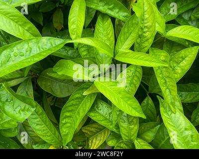 Naturgrüne Blätter mit Kopierraum für Text oder Gestaltung tropischer Wälder, Stockfoto