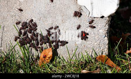 Eine Gruppe Boxelder-Käfer auf dem Fundament eines Hauses, horizontal Stockfoto