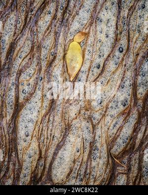Herbstblatt schwimmt auf gelösten organischen Kohlenstoff am Middle Patuxent River im Howard County, Maryland Stockfoto