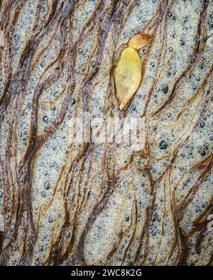 Herbstblatt schwimmt auf gelösten organischen Kohlenstoff am Middle Patuxent River im Howard County, Maryland Stockfoto