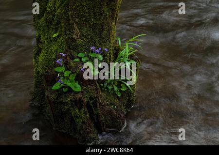 Blauviolett wächst aus einem Stumpf im Middle Prong Little River im Tremont-Abschnitt des Great Smoky Mountains National Park in Tennessee Stockfoto