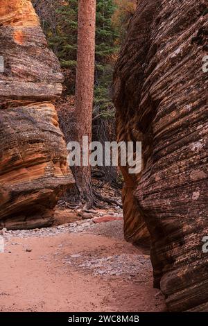 Die massive Ponderosa Pine erreicht den Himmel im Zion National Park, Utah Stockfoto