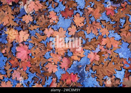 Bunte Herbstblätter auf dem Wasser mit blauem Himmel im Zion-Nationalpark, Utah Stockfoto
