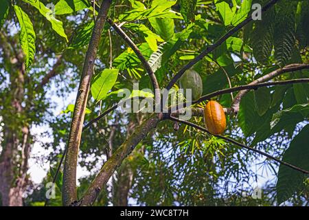 Kakaoschoten auf der Baumreife tropische Bio-Früchte Trinidad und Tobago lokale Plantage Stockfoto