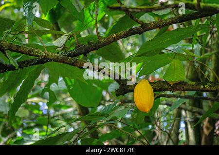 Gelbe Kakaoschote auf dem Baum reife tropische Bio-Früchte Trinidad und Tobago lokale Plantage Stockfoto