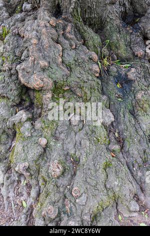 Die Nahaufnahme zeigt alte, verwitterte, krumme Baumrinde auf einem sehr alten Hartholzbaum. Stockfoto
