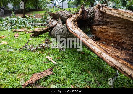 Ein riesiger Zweig von einem Hartholzbaum liegt zerrissen auf dem Boden nach einem schweren Sturm. Stockfoto