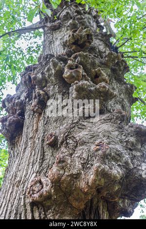 Bei einem Niedrigwinkelfoto zeigt sich eine krumme Rinde auf einem sehr hohen, sehr alten Hartholzbaum im Atlanta Park. Stockfoto