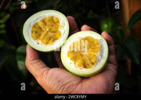 Passiflora edulis oder Passionsfrucht wird sowohl gegessen als auch entsaftet Stockfoto