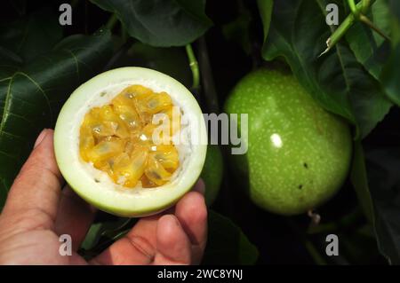 Passiflora edulis oder Passionsfrucht wird sowohl gegessen als auch entsaftet Stockfoto