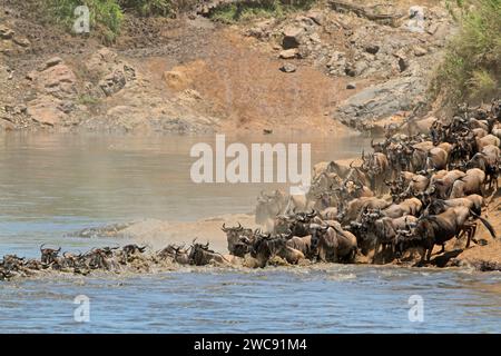 Blauer Gnus (Connochaetes taurinus), der den Mara Fluss überquert, Masai Mara National Reserve, Kenia Stockfoto