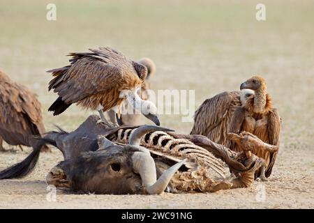 Weiße Geier (Gyps africanus), die auf einem wildebehaftesten Schlachtkörper in Südafrika sprießen Stockfoto