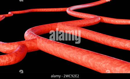 Nahaufnahme eines Blutgefäßes auf schwarzem Hintergrund; 3D-Rendering. Stockfoto
