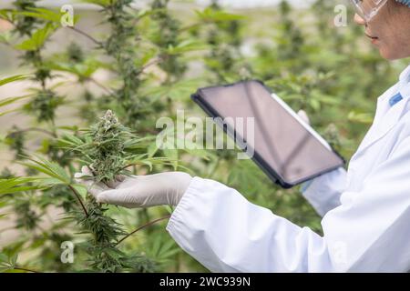 Marihuana-Forschung, Wissenschaftlerin in einem Hanffeld, das Pflanzen und Blumen untersucht, Konzept der alternativen Kräutermedizin Stockfoto