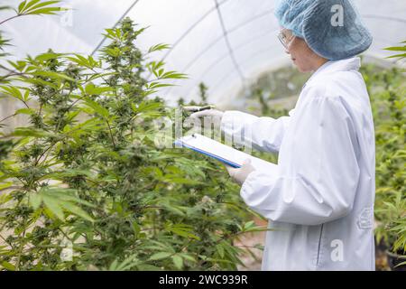 Marihuana-Forschung, Wissenschaftlerin in einem Hanffeld, das Pflanzen und Blumen untersucht, Konzept der alternativen Kräutermedizin Stockfoto
