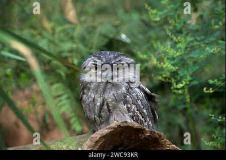 Mein Lieblingsstück ist ein Tawny Anglmouth (Podargus Strigoides), der wie eine Eule aussieht, aber ein Nachtschrank (Eurostopodus spp.) ist. Mullum Mullum Creek Reserve. Stockfoto