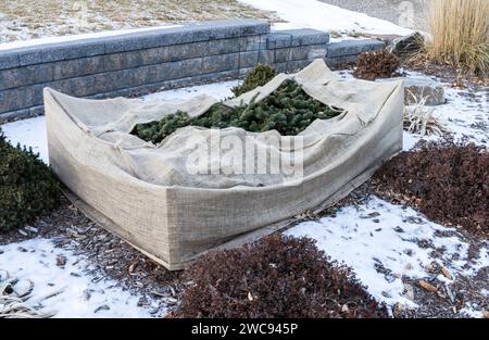 Vorhof junge immergrüne Sträucher, die mit Sackleinen bedeckt sind, um vor dem Einfrieren zu schützen Stockfoto