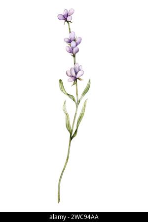 Lavendelblüte in Aquarellfarben. Handgezeichnete botanische Illustration des Lavendelzweigs für Hochzeitseinladungen, Logo, Karten, Verpackung und Etikettierung. Stockfoto