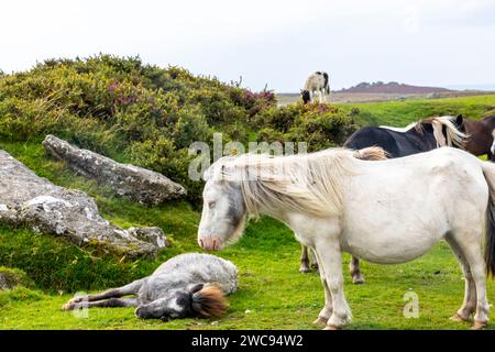 Dartmoor Ponys im Dartmoor-Nationalpark, Fohlen, das sich auf dem Gras ausruht, Devon, England, Großbritannien, 2023 Stockfoto