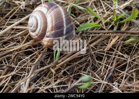 Französische Küche, große, leckere Landschnecken, die auf einer Bio-Schneckenfarm in Burgugne, Frankreich, wachsen Stockfoto