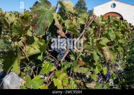 Weinberge im Dorf Pauillac mit Reihen von Reifen roten Cabernet Sauvignon Rebsorten der Haut-Medoc Weinberge in Bordeaux, linkes Ufer der Gironde Mündung Stockfoto