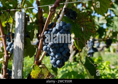 Weinberge im Dorf Pauillac mit Reihen von Reifen roten Cabernet Sauvignon Rebsorten der Haut-Medoc Weinberge in Bordeaux, linkes Ufer der Gironde Mündung Stockfoto