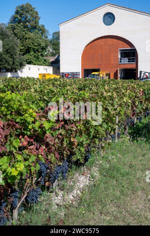 Weinberge im Dorf Pauillac, Erntearbeiten, reife Trauben bereit zur Ernte, Haut-Medoc Weinberge in Bordeaux, linkes Ufer der Mündung Gironde, Frankreich, Stockfoto