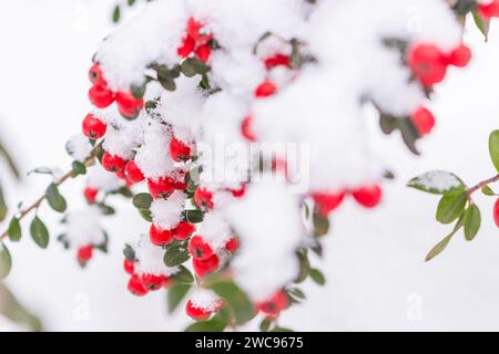 Rote Beeren im Schnee. Frost auf roten Beeren mit grünen Blättern. Gefrorene Natur. Februar-Landschaft. Winter im Park. Verschneite Wälder mit Details. Stockfoto