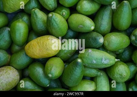 Ein Blick von oben auf eine Vielzahl von frischen grünen Avocados Stockfoto