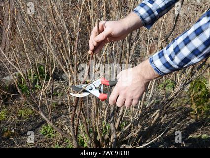 Gartenhände schneiden im Frühjahr schwarze Johannisbeerstrauch mit Bypassschere. Stockfoto