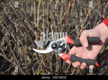 Gärtnerhände schneiden Obststrauchzweige mit Bypassschere im Obstgarten. Stockfoto