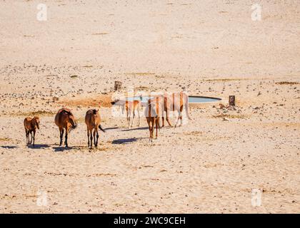 Wüstenpferde (Wildpferde) Rasse Mischung Reitpferde und Kavallerie Pferde Deutsche Zucht veröffentlicht während des Ersten Weltkriegs Garub Plains in der Nähe von aus Namibia. Stockfoto