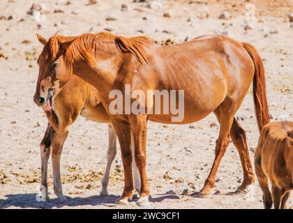 Wüstenpferde (Wildpferde) Rasse Mischung Reitpferde und Kavallerie Pferde Deutsche Zucht veröffentlicht während des Ersten Weltkriegs Garub Plains in der Nähe von aus Namibia. Stockfoto