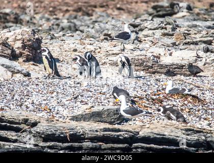 Halifax Island African Pinguin Breeding Site 100 m vom Hauptland Namibia Lüderitz entfernt Stockfoto