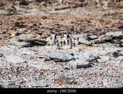 Halifax Island African Pinguin Breeding Site 100 m vom Hauptland Namibia Lüderitz entfernt Stockfoto