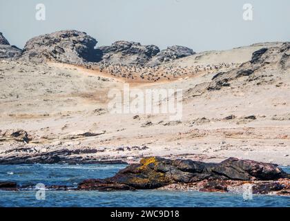 Halifax Island African Pinguin Breeding Site 100 m vom Hauptland Namibia Lüderitz entfernt Stockfoto